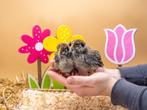 Barnevelder kuikens zilver gezoomd hennen, gesekst + ingeënt, Dieren en Toebehoren, Pluimvee, Vrouwelijk, Kip