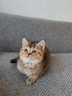 Britse korthaar kittens Golden shaded/ Black Golden Shaded, Dieren en Toebehoren, Katten en Kittens | Raskatten | Korthaar, Meerdere dieren