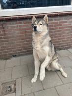 Zuid-limburg: Husky malamute 8 jaar zoekt forever huisje, Dieren en Toebehoren, Honden | Poolhonden, Keeshonden en Oertypen, 6 jaar of ouder