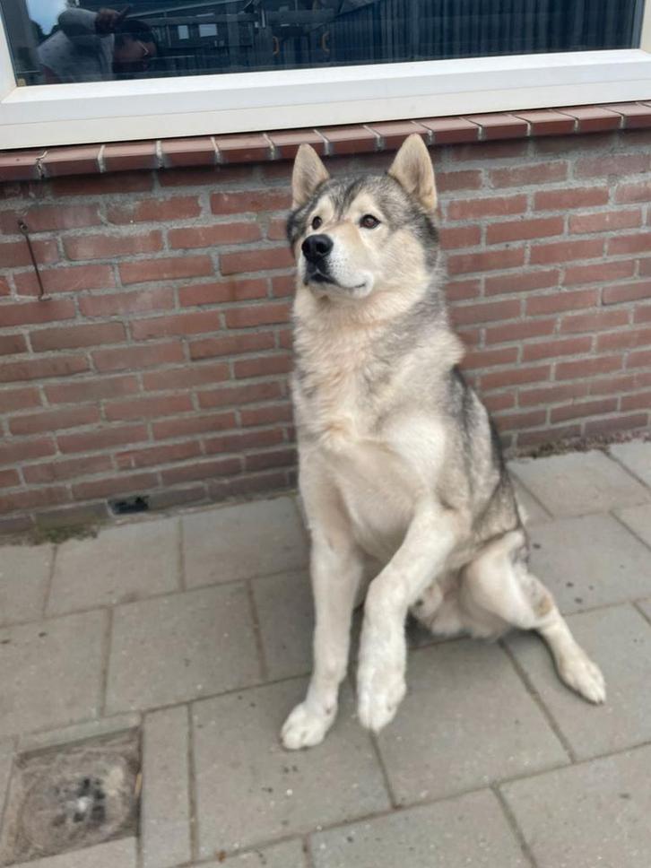 Zuid-limburg: Husky malamute 8 jaar zoekt forever huisje, Dieren en Toebehoren, Honden | Poolhonden, Keeshonden en Oertypen, Reu
