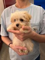 Maltipoo pups, Parvo, Particulier, 15 weken tot 1 jaar, Buitenland