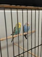 jonge grasparkieten, Dieren en Toebehoren, Vogels | Parkieten en Papegaaien, Meerdere dieren, Parkiet