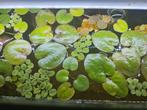 Drijfplanten, aquariumplanten, Dieren en Toebehoren, Vissen | Aquaria en Toebehoren, Ophalen of Verzenden, Zo goed als nieuw, Plant(en), Steen of Hout
