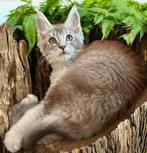 Maine Coon katertje, Meerdere dieren, Gechipt, 0 tot 2 jaar