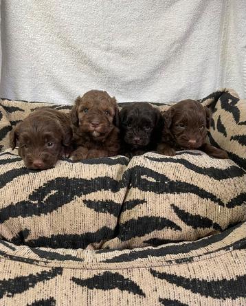 Choco malitpoo pups uit geteste ouders beschikbaar voor biedingen