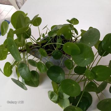 Pannenkoeken plant beschikbaar voor biedingen