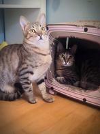 Zeer lieve kittens 11 mnd(gesteril./gecastreerd, chip, vacc), Dieren en Toebehoren, Katten en Kittens | Overige Katten, Meerdere dieren