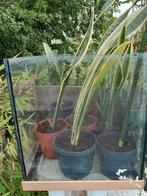 2 soorten Sanseveria, sansevieria, Ophalen of Verzenden, Overige soorten, Minder dan 100 cm