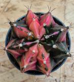 Cactus Gymnocalycium Mihanovichii p7 (11), Huis en Inrichting, Kamerplanten, Ophalen of Verzenden, Cactus, Volle zon, Minder dan 100 cm