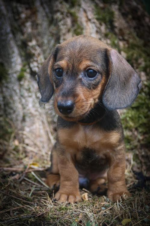 Kaninchen teckels met stamboom, Dieren en Toebehoren, Honden | Teckels en Dashonden, Reu, Ruwhaar, Kaninchen, Fokker | Hobbymatig