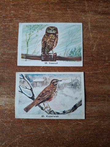 Rizla Vogelplaatjes - Steenuil & Koperwiek beschikbaar voor biedingen