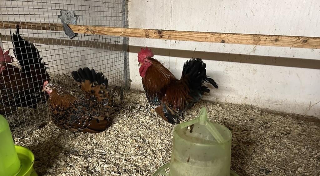 Te koop: koppeltjes  Chabokippen, Dieren en Toebehoren, Overige Dieren, Februari, Mannelijk