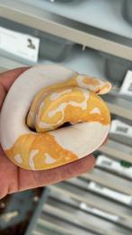 Albino pied (piebald) 2025 ball pythons, Dieren en Toebehoren, Reptielen en Amfibieën, Slang, 0 tot 2 jaar