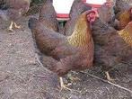 Welsumer kippen [Groot en Kriel], Dieren en Toebehoren, Pluimvee, Vrouwelijk, Kip
