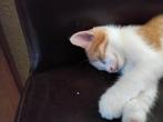 Rode cypres kitten vrouwtje, Dieren en Toebehoren, Katten en Kittens | Overige Katten, Poes