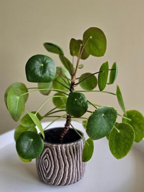 Pannekoekplant inclusief pot van keramiek, Huis en Inrichting, Kamerplanten, Overige soorten, Minder dan 100 cm, Ophalen