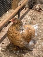 Cochin kriel, Dieren en Toebehoren, Meerdere dieren, Kip