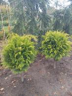 Chamaecyparis Lawsoniana 'Stardust' Bol 70cm, Ophalen, Bloeit niet, Overige soorten, Volle zon