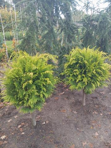 Chamaecyparis Lawsoniana 'Stardust' Bol 70cm beschikbaar voor biedingen