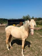 New Forest ponys, Merrie, 0 tot 2 jaar