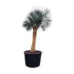 Yucca rostrata Multitrunc - Actieprijs 15 & 16 maart, Ophalen, Lente, Vaste plant, Volle zon