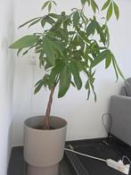 Prachtige Geldboom / Pachira Aquatica, Ophalen of Verzenden