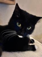 Zwarte poes, Dieren en Toebehoren, Katten en Kittens | Overige Katten, Poes, Kortharig, 0 tot 2 jaar