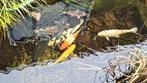 Koi vissen, 11 stuks, compleet met filter, karpers., Karper of Koi