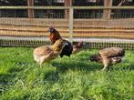 Gekleurde eieren | Araucana kippen | Passend advies, Vrouwelijk, Kip