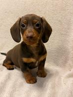 Dwerg teckel pups nog 1 reutje, Dieren en Toebehoren, Honden | Teckels en Dashonden, Parvo, 8 tot 15 weken, Korthaar, Dwerg
