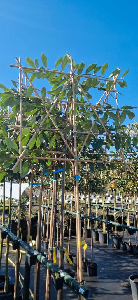 Leilaurier - Prunus laurocerasus, Tuin en Terras, Planten | Bomen, Leiboom, 100 tot 250 cm, Volle zon, Lente, In pot, Ophalen of Verzenden