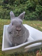 Brem zoekt een nieuw huisje!, Dieren en Toebehoren, Mannelijk, Dwerg