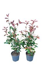 Photinia fraseri red robin glansmispel 60/80, Ophalen of Verzenden, Overige soorten, Minder dan 100 cm