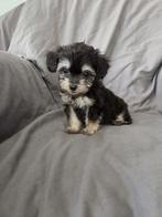 Toypoedel X Chihuahua puppy's, Dieren en Toebehoren, Honden | Chihuahua's en Gezelschapshonden, Poedel, 8 tot 15 weken, Meerdere dieren