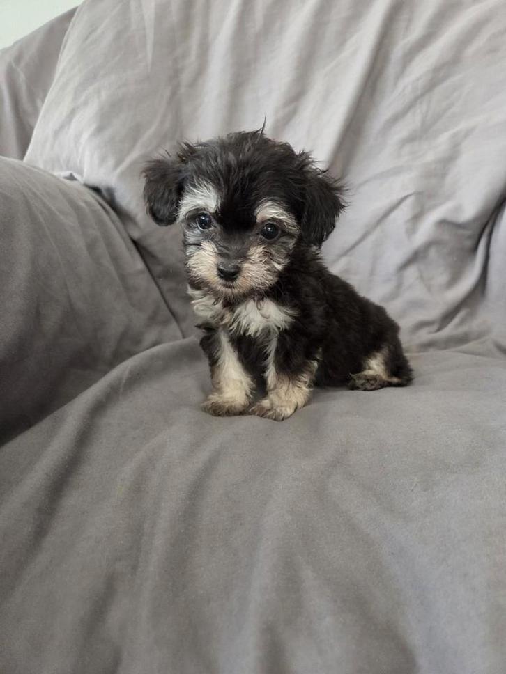 Toypoedel X Chihuahua puppy's, Dieren en Toebehoren, Honden | Chihuahua's en Gezelschapshonden, Meerdere dieren, Poedel, Particulier