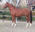 Enkele paarden uit eigen fokkerij, Dieren en Toebehoren, Dressuurpaard, 3 tot 6 jaar, Meerdere dieren, 165 tot 170 cm