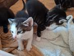 Jonge poesjes, Dieren en Toebehoren, Katten en Kittens | Overige Katten, Poes