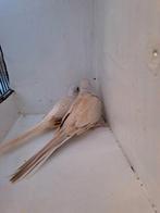 Koppel diamantduiven topaas bruin witstuit, Dieren en Toebehoren, Vogels | Overige Vogels, Meerdere dieren, Geringd