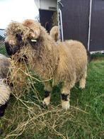 Walliser Schwarznase Ram, Dieren en Toebehoren, Schapen, Geiten en Varkens, Mannelijk, Schaap