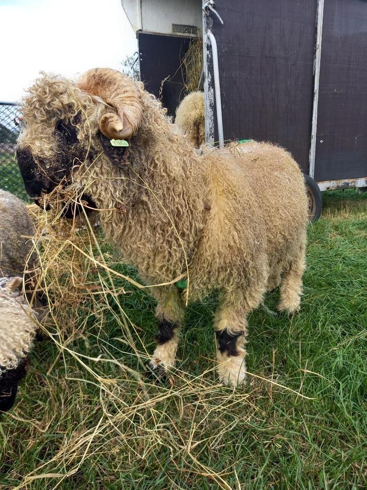 Walliser Schwarznase Ram, Dieren en Toebehoren, Schapen, Geiten en Varkens, Schaap, Mannelijk