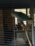 dwergpapegaaien (eventueel met een vogelkooi), Dieren en Toebehoren, Vogels | Parkieten en Papegaaien, Geslacht onbekend, Dwergpapegaai of Agapornis