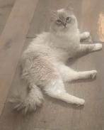 Ragdoll kater en poes, Kater, Ontwormd, 0 tot 2 jaar