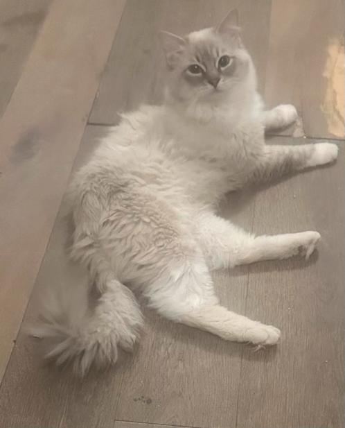 Ragdoll kater en poes, Dieren en Toebehoren, Katten en Kittens | Raskatten | Langhaar, Kater, 0 tot 2 jaar, Ontwormd, Ingeënt