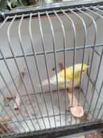 Kanarie, Dieren en Toebehoren, Vogels | Kanaries, Mannelijk, Kleurkanarie