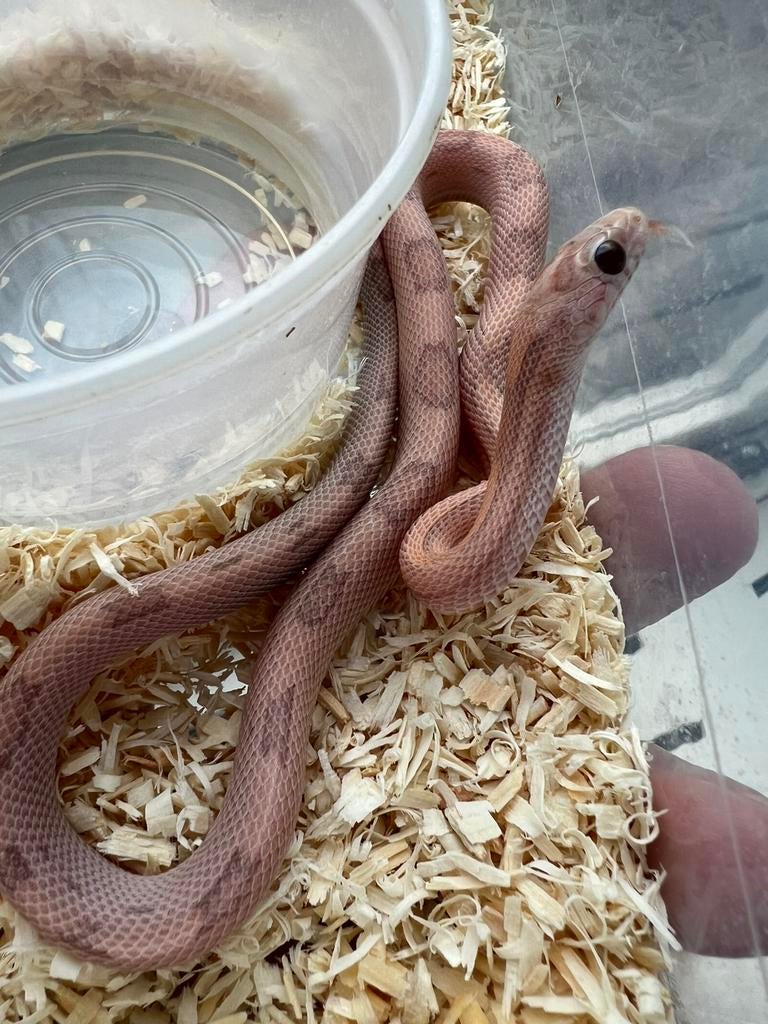 Rattenslangen, Dieren en Toebehoren, Reptielen en Amfibieën, Slang, 0 tot 2 jaar