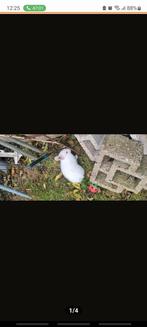 Konijntjes, Dieren en Toebehoren, Konijnen, Vrouwelijk, Dwerg, 0 tot 2 jaar