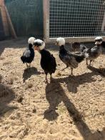 Kuifhoen zwart en zilver, Dieren en Toebehoren, Pluimvee, Meerdere dieren, Kip