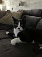 Mickey zoekt nieuw huis, Dieren en Toebehoren, Kater, 0 tot 2 jaar