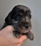 Prachtige pups labradoodle x australian labradoodle 1 reutje, Overige rassen, 8 tot 15 weken, Meerdere, Meerdere dieren