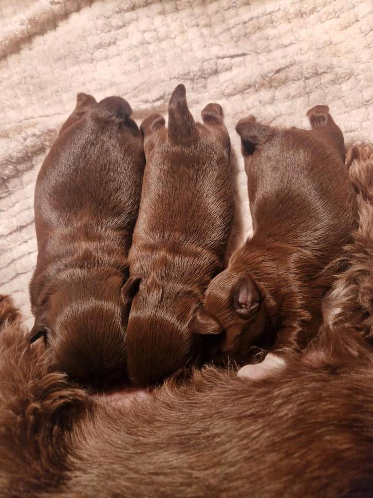 Chihuahua pups, Dieren en Toebehoren, Honden | Chihuahua's en Gezelschapshonden, Meerdere dieren, Chihuahua, Particulier, Meerdere